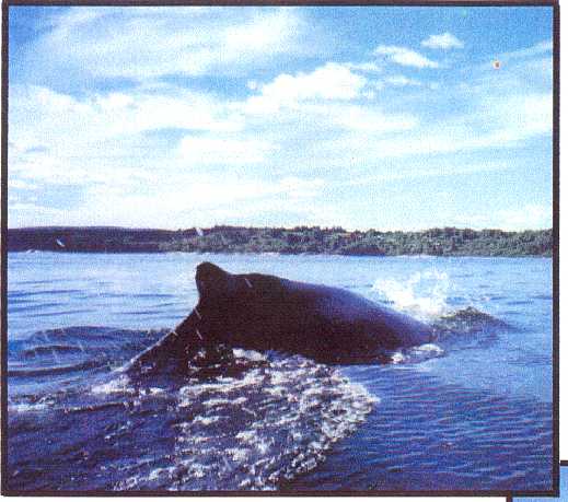 whale's fin