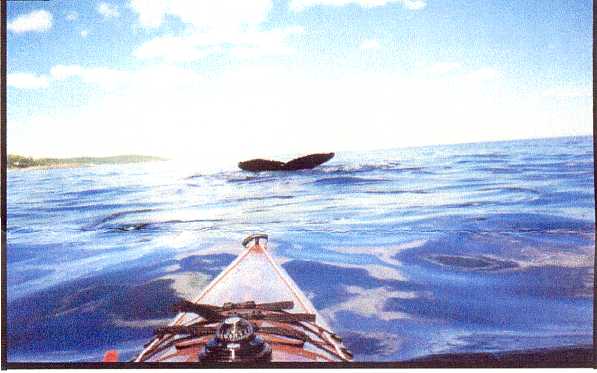 whale's fluke