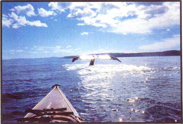 whale from kayak